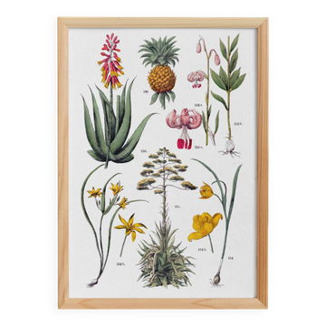 Affiche sur les plantes, d'après une gravure de 1881 "ananas"