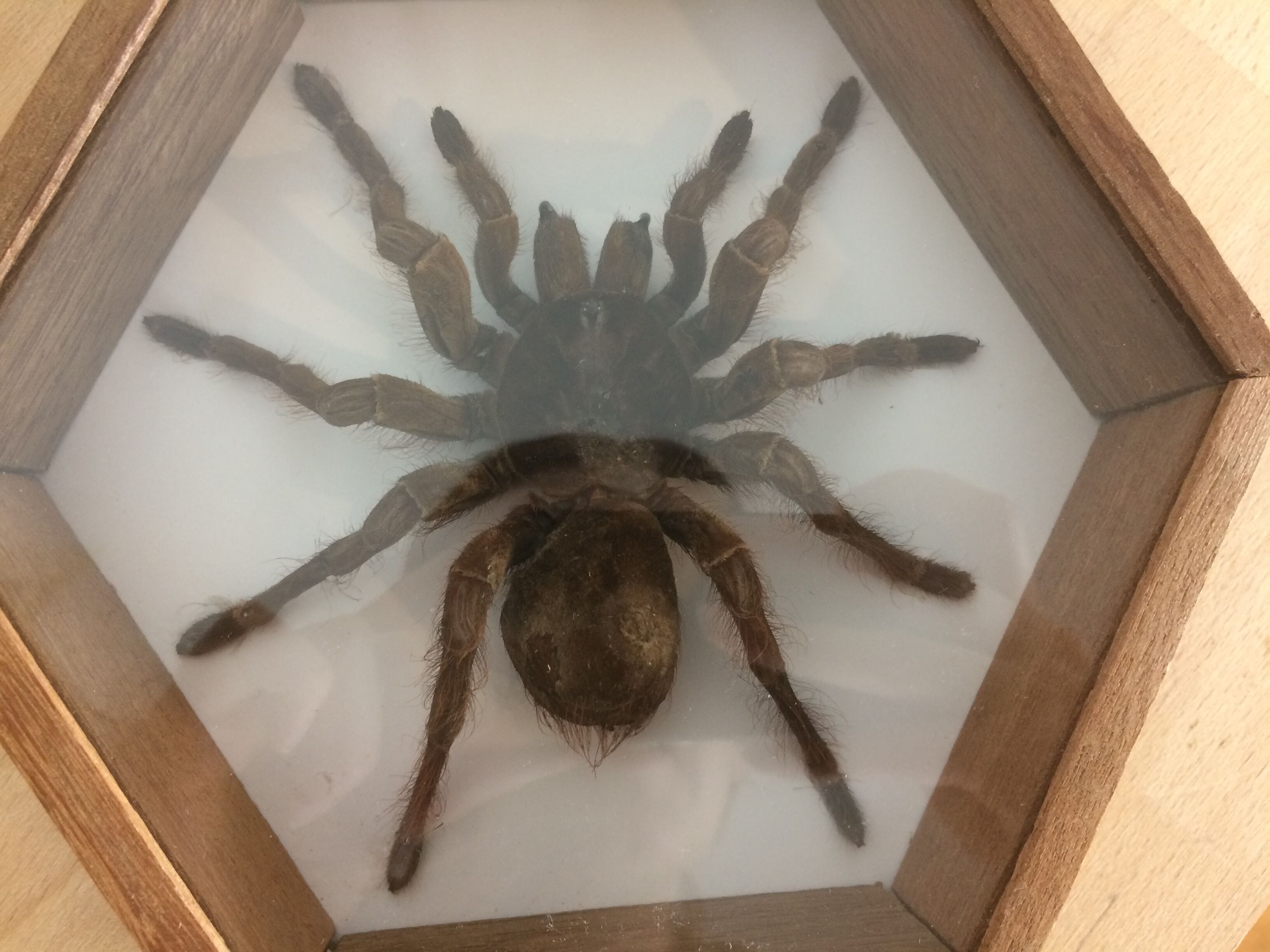 Naturalized mygal spider under hexagonal frame