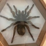 Naturalized mygal spider under hexagonal frame