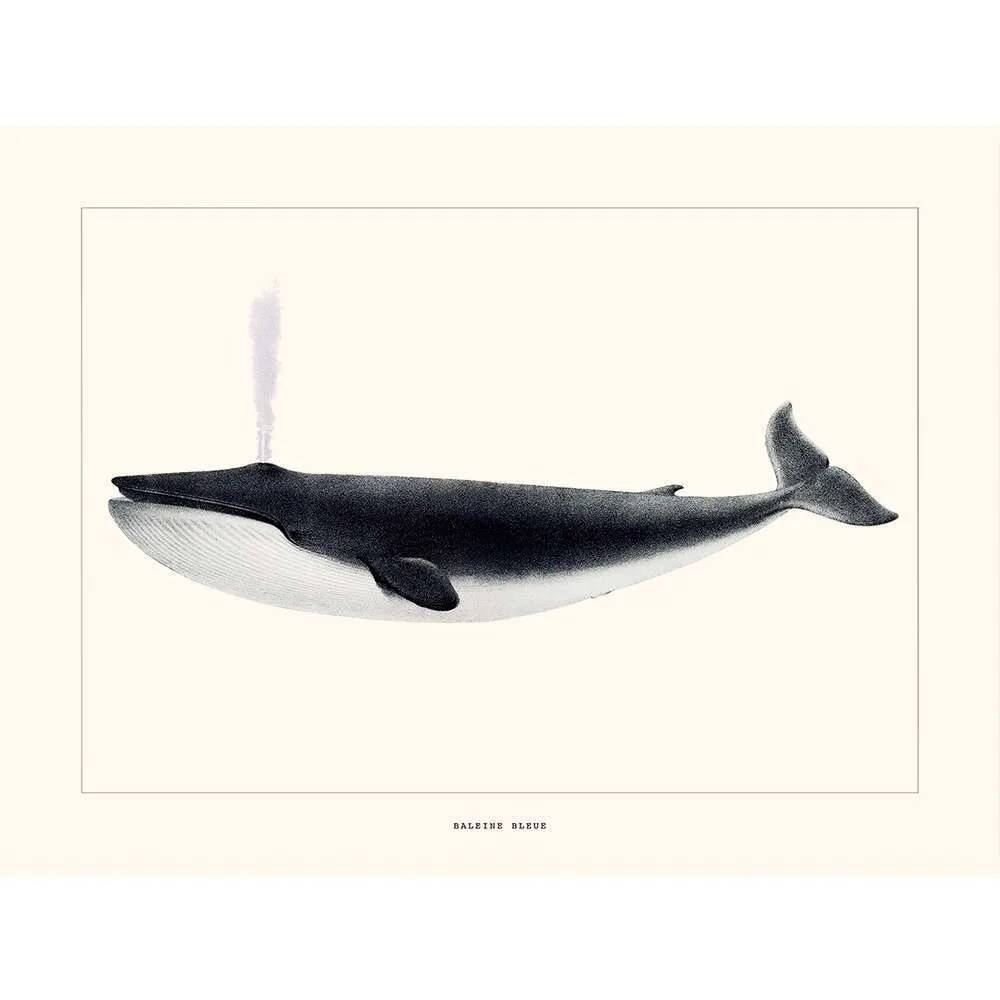 Vintage illustration of a blue whale Minimalist blue whale and nature