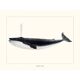 Vintage illustration of a blue whale Minimalist blue whale and nature