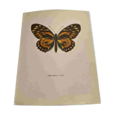 Gravure papillon ancienne planche botanique vintage eau forte naturaliste