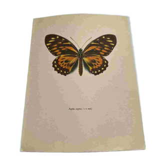 Gravure papillon ancienne planche botanique vintage eau forte naturaliste