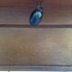 Table extendable scandinavian design teak growing butterfly
