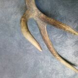 Bois de cerf ancien