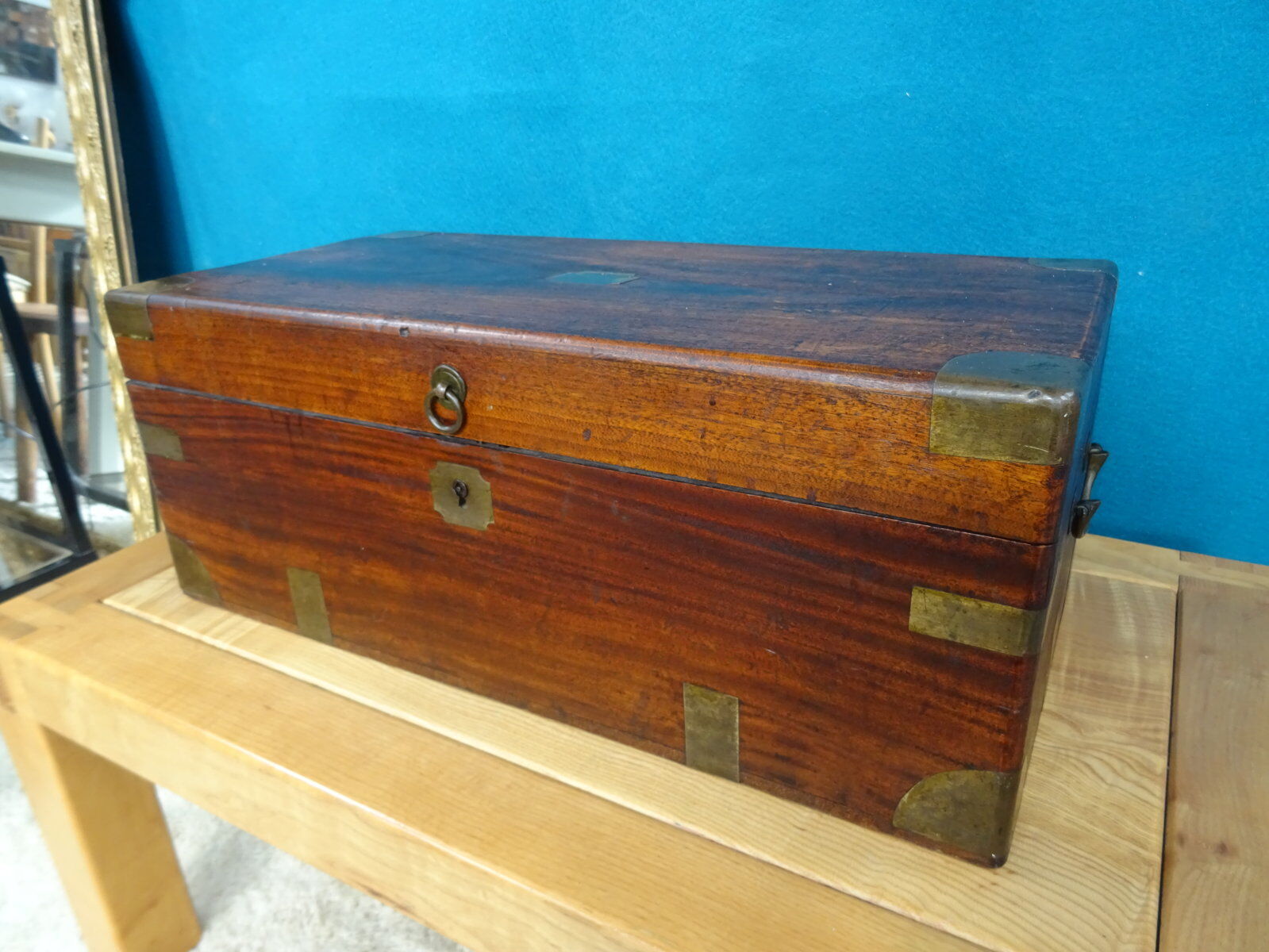 Old marine trunk in camphor tree