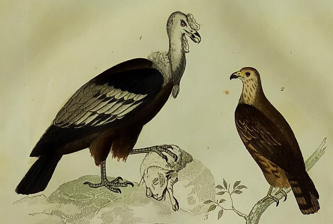Original ornithological plate "Condor - Buzzard - Kite - &c..." Buffon 1836
