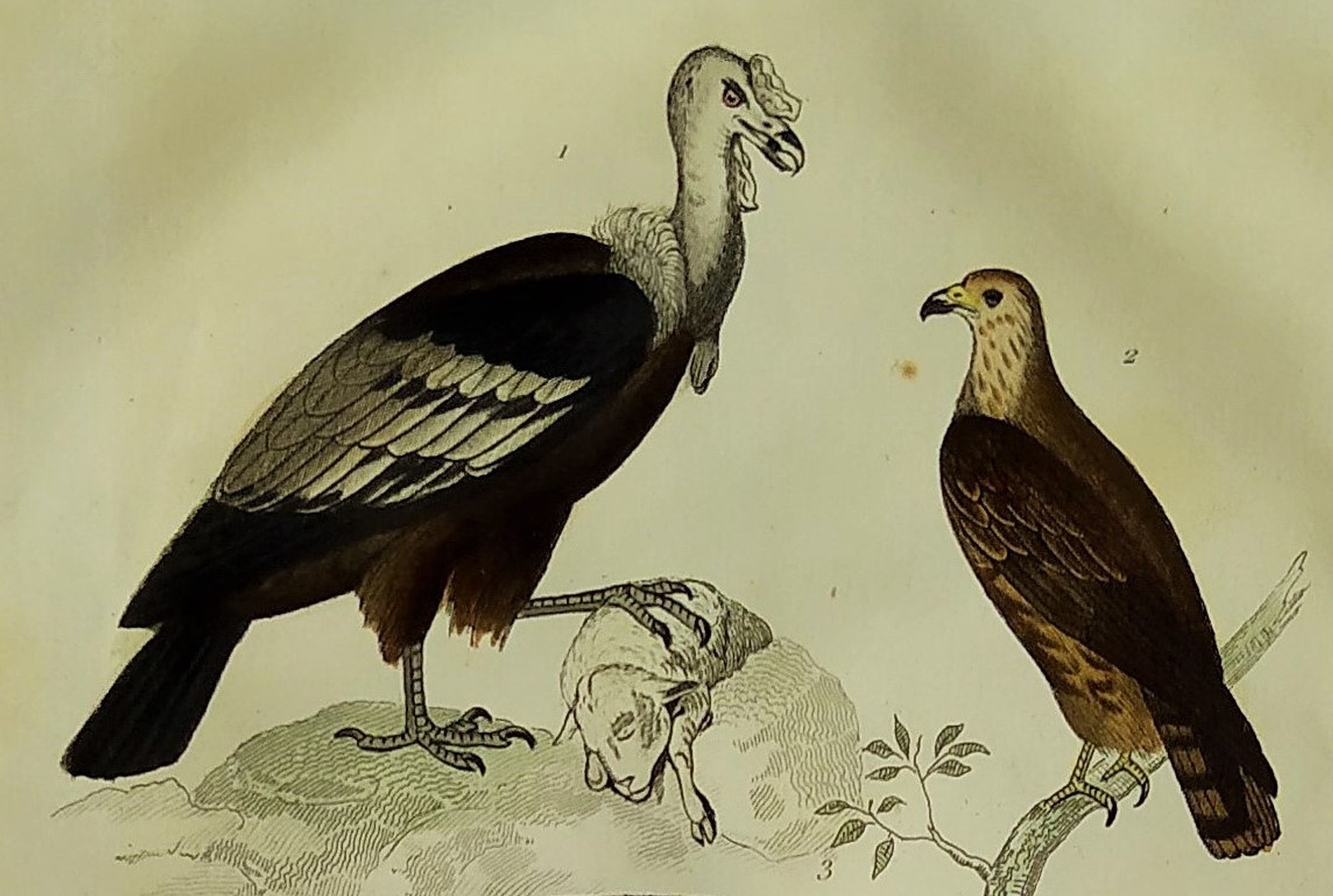 Original ornithological plate "Condor - Buzzard - Kite - &c..." Buffon 1836