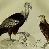 Planche ornithologique originale "Condor - Buse - Milan - &c... " Buffon 1836