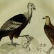 Original ornithological plate "Condor - Buzzard - Kite - &c..." Buffon 1836