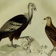 Original ornithological plate "Condor - Buzzard - Kite - &c..." Buffon 1836
