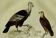 Planche ornithologique originale "Condor - Buse - Milan - &c... " Buffon 1836