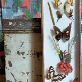 Cadre-vitrine aux papillons et fleurs séchées