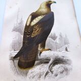 Antique print from 1849. Imperial Eagle by E. Travies. Engraving by Orbigny.
