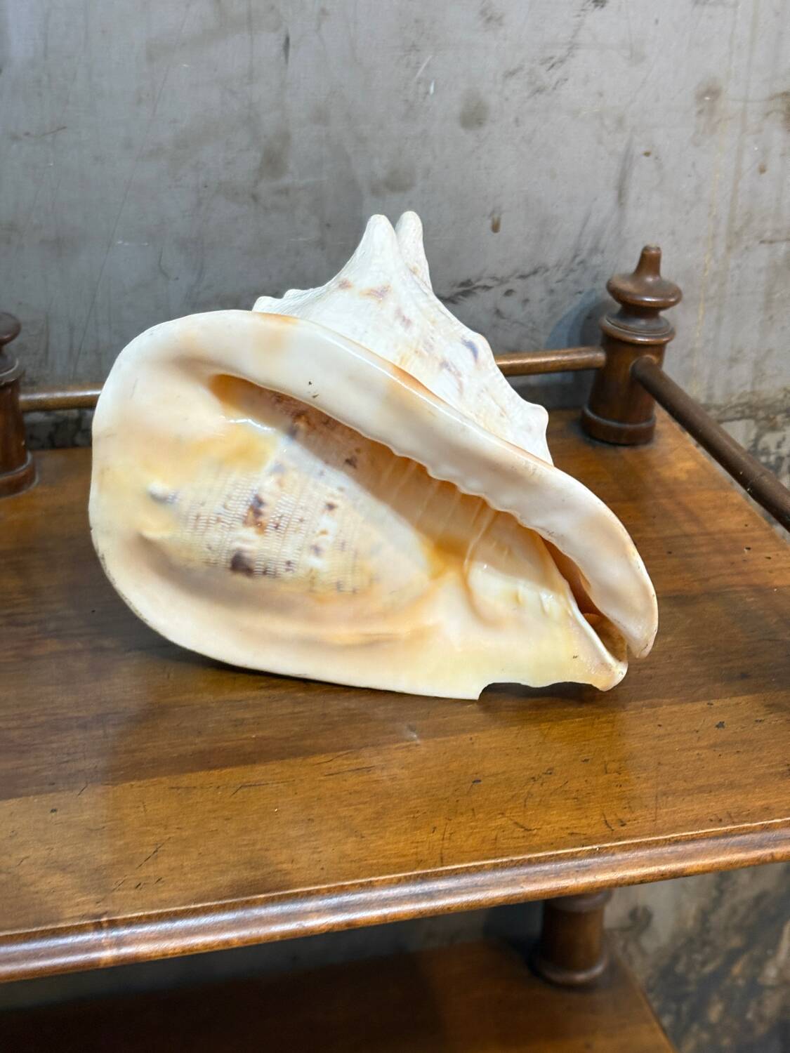 Ancient blackcurrant shell