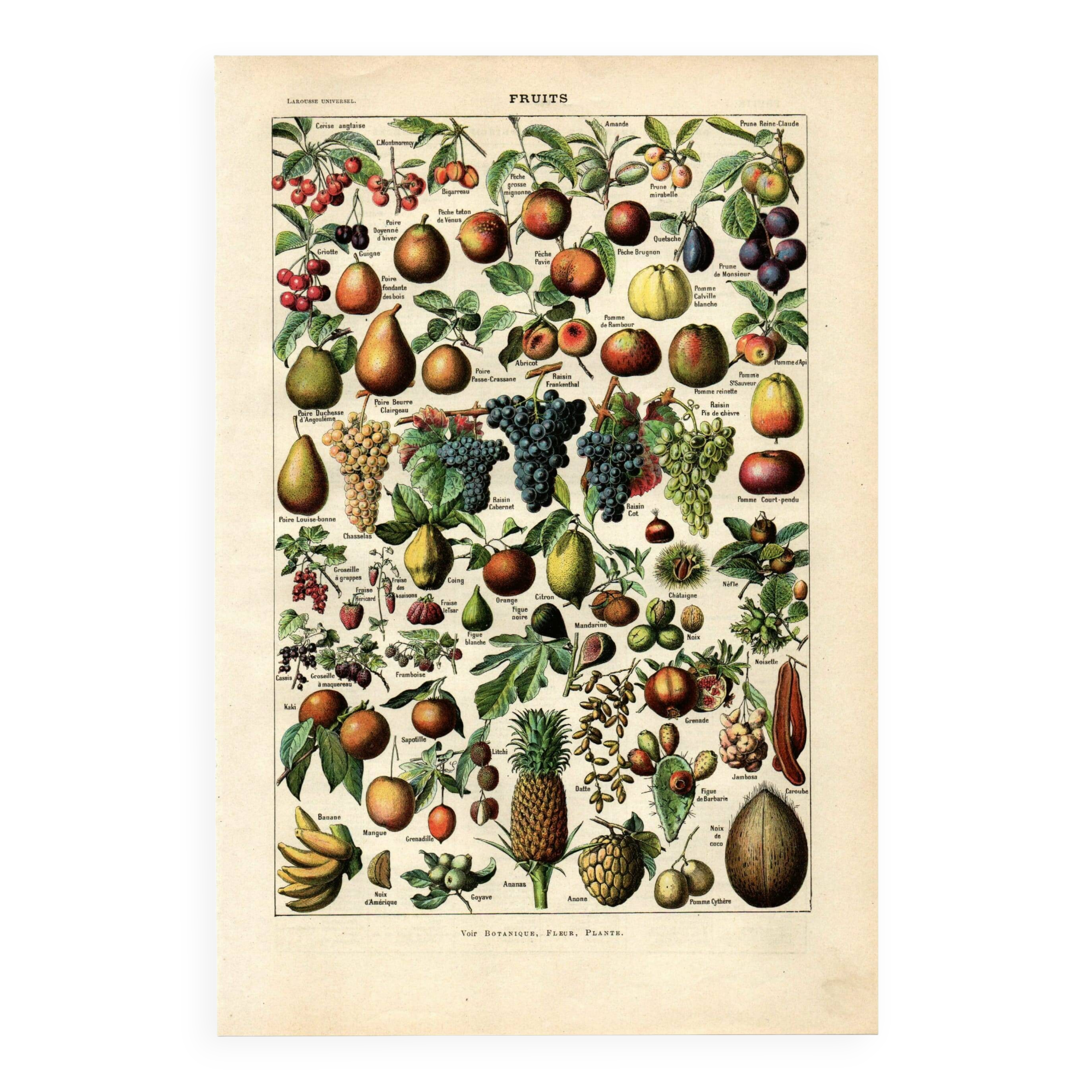 Gravure ancienne 1923 - Fruits du monde - planche saveur vintage