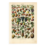 Gravure ancienne 1923 - Fruits du monde - planche saveur vintage
