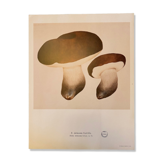 Illustration poster Pierre Joseph Redouté