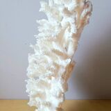 Antique white coral on marble base