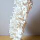 Antique white coral on marble base