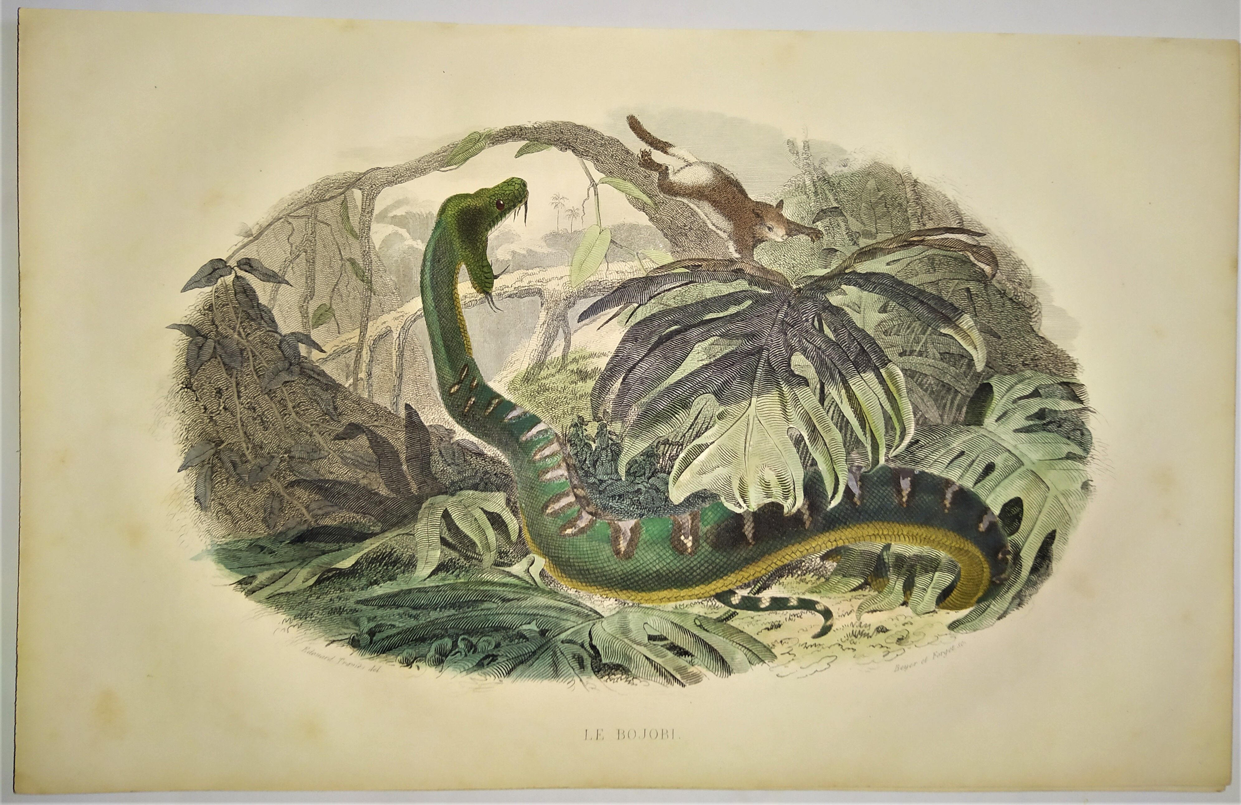 Original zoological plate from 1839 "saurian" the bojobi