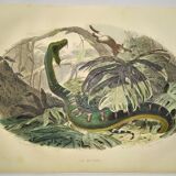 Original zoological plate from 1839 "saurian" the bojobi