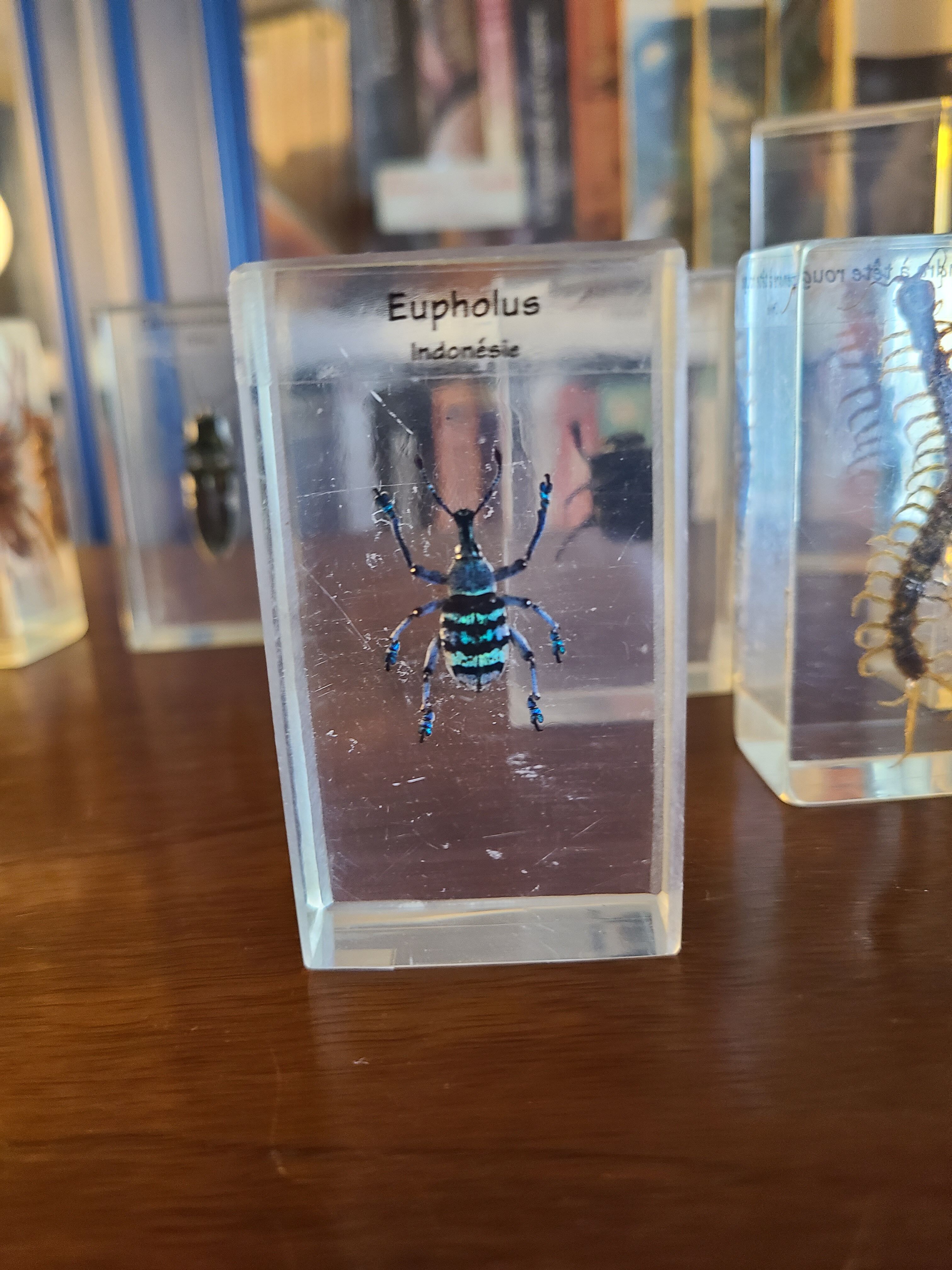 Insects under vintage resin