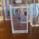 Insects under vintage resin