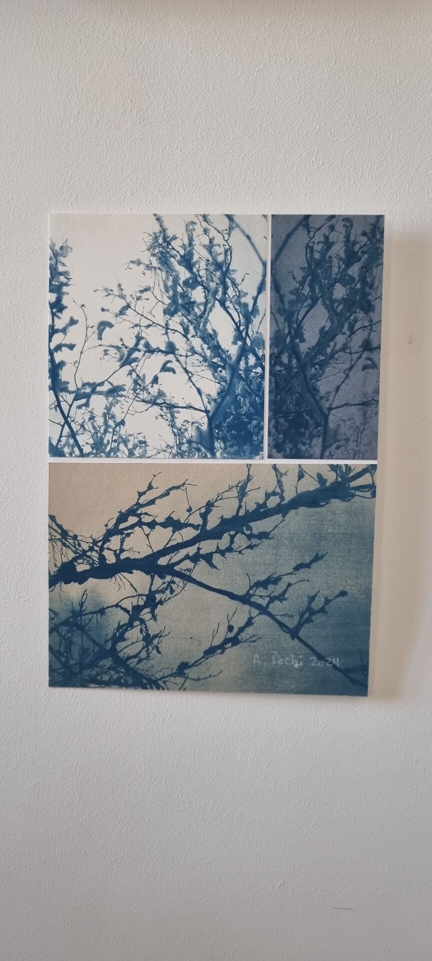 Cyanotype photographique