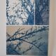 Cyanotype photographique