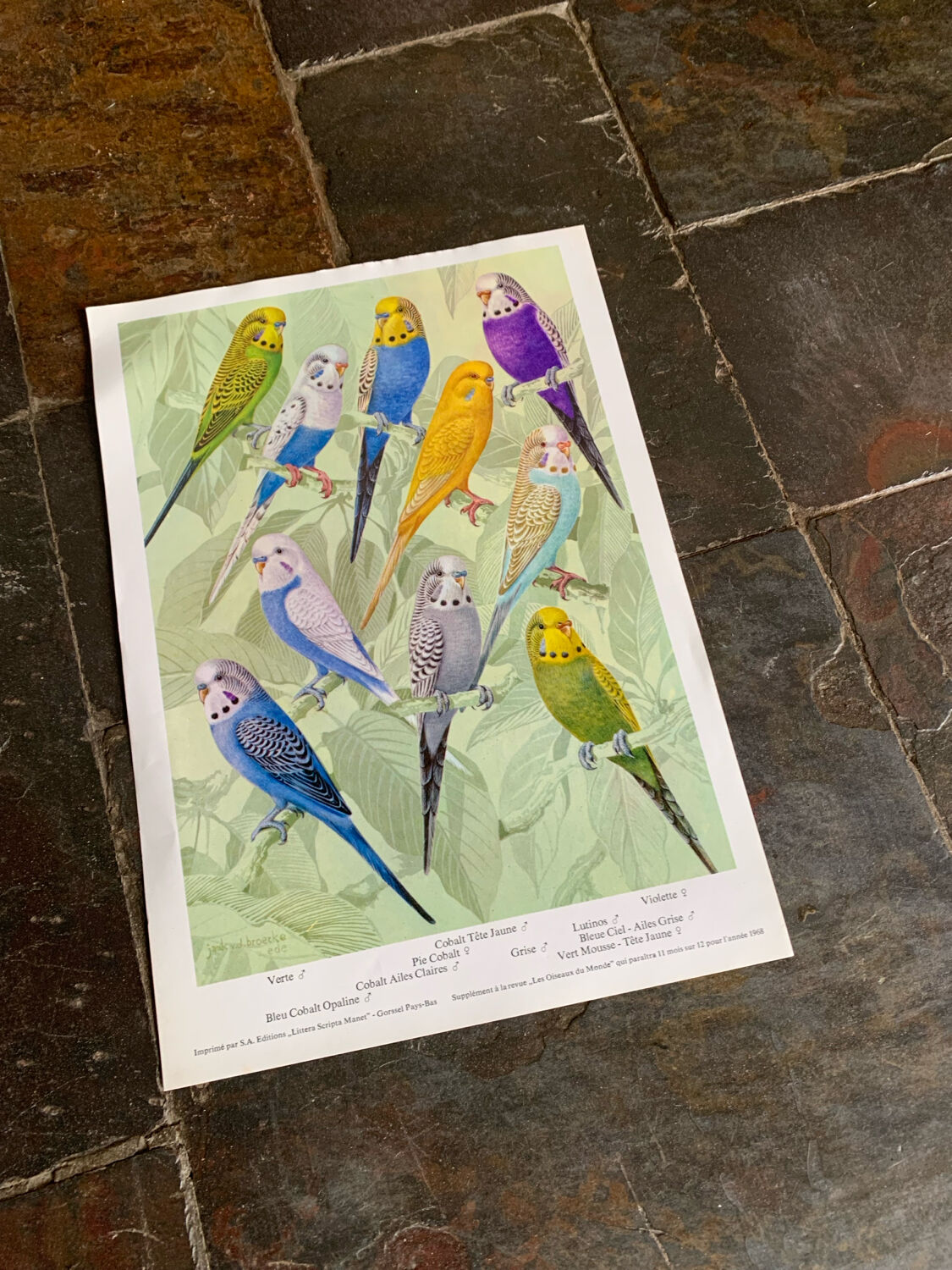 Affichette "Les Oiseaux du Monde" - 1968