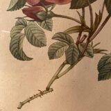 Lot de deux lithographies Rose Redouté