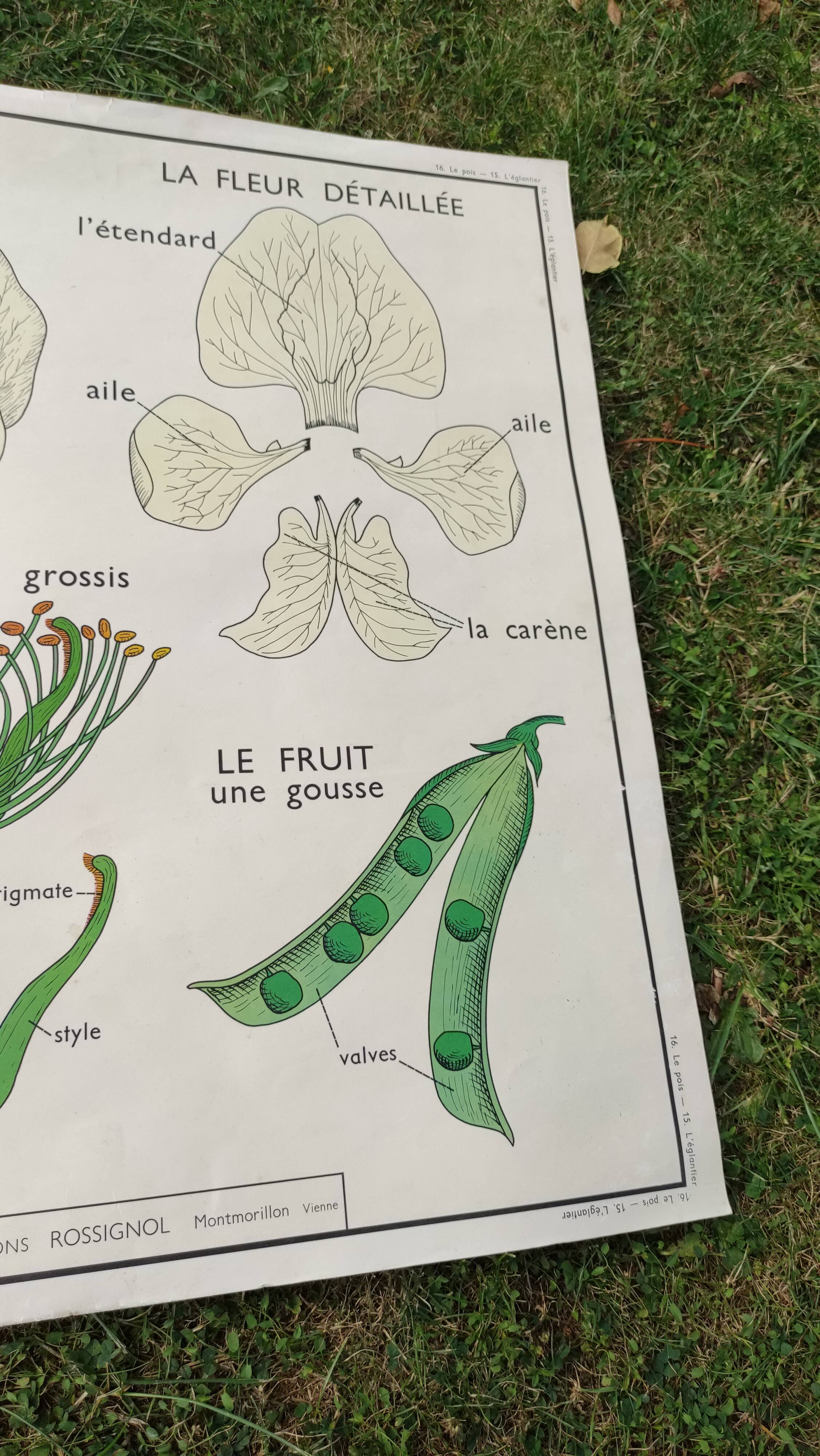 Botanical school poster Montmorillon 15 & 16