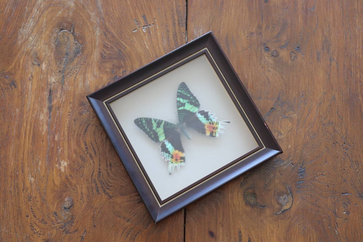 Vintage naturalized butterfly frame