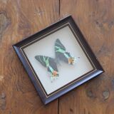 Vintage naturalized butterfly frame