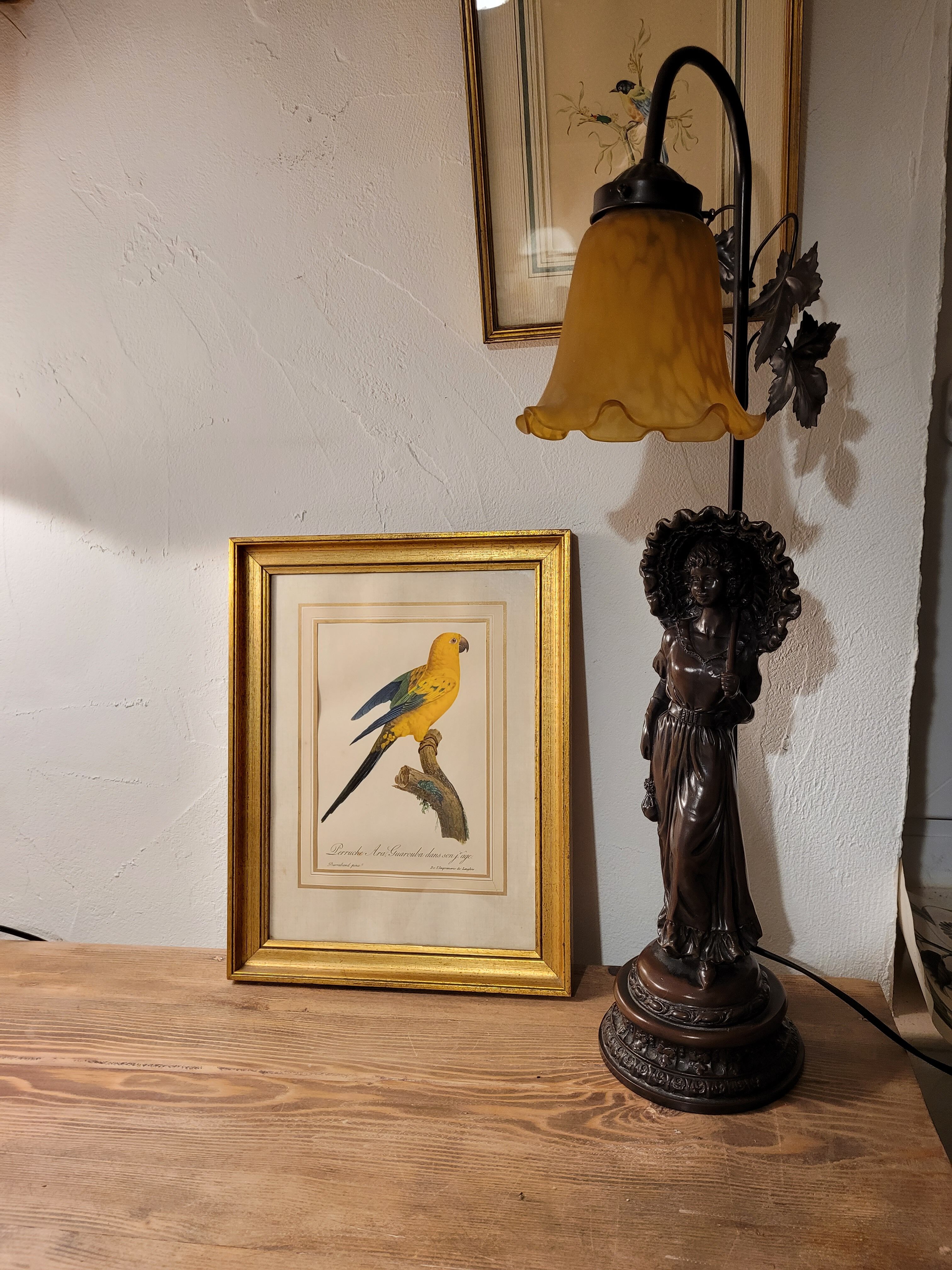 Yellow Macaw engraving