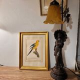 Yellow Macaw engraving