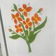 Portugese Olaio wooden hand-painted planter box