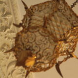 Antique wrought gilt metal hall lantern