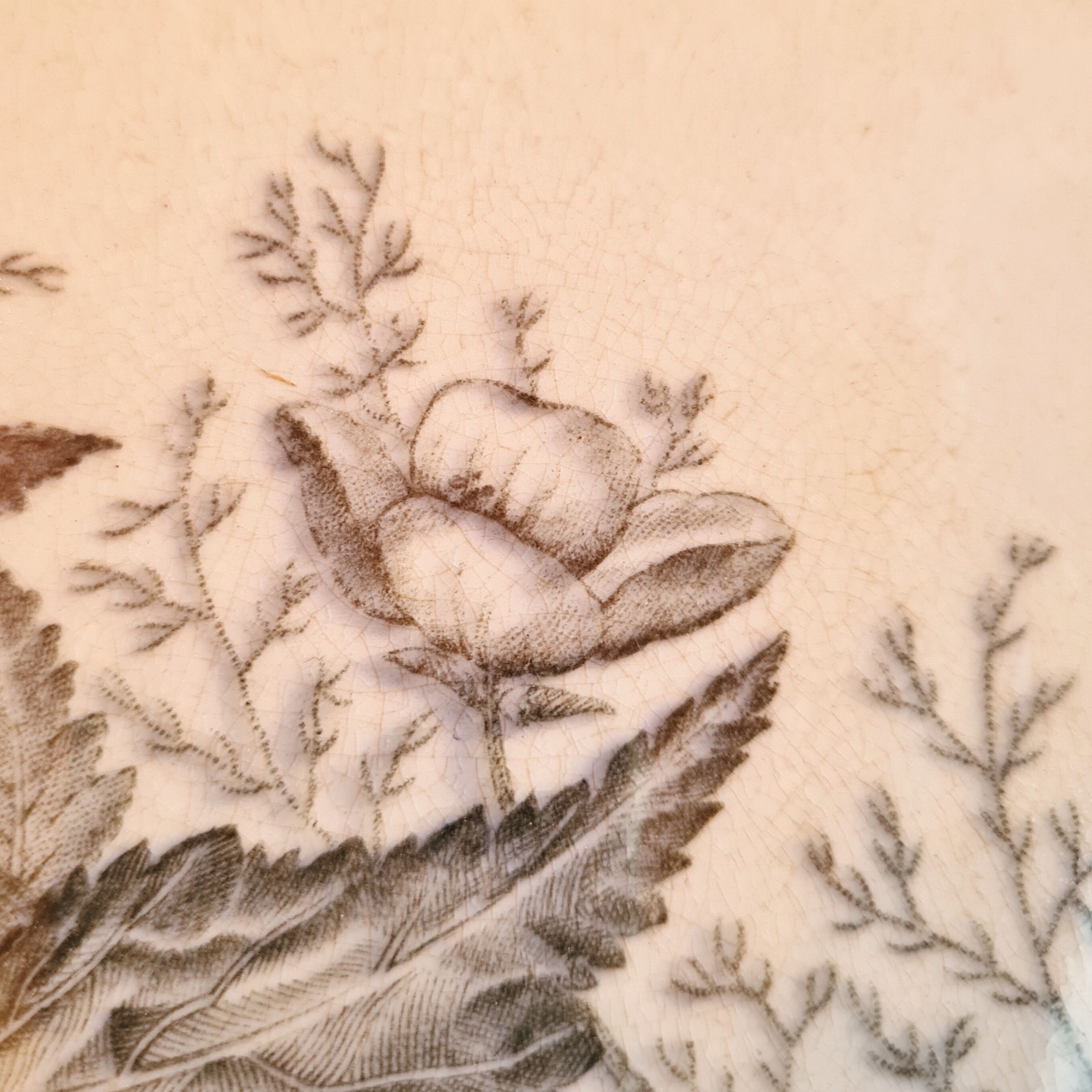 Rare plate iron earth sandeman mc dougall model fern (fern)