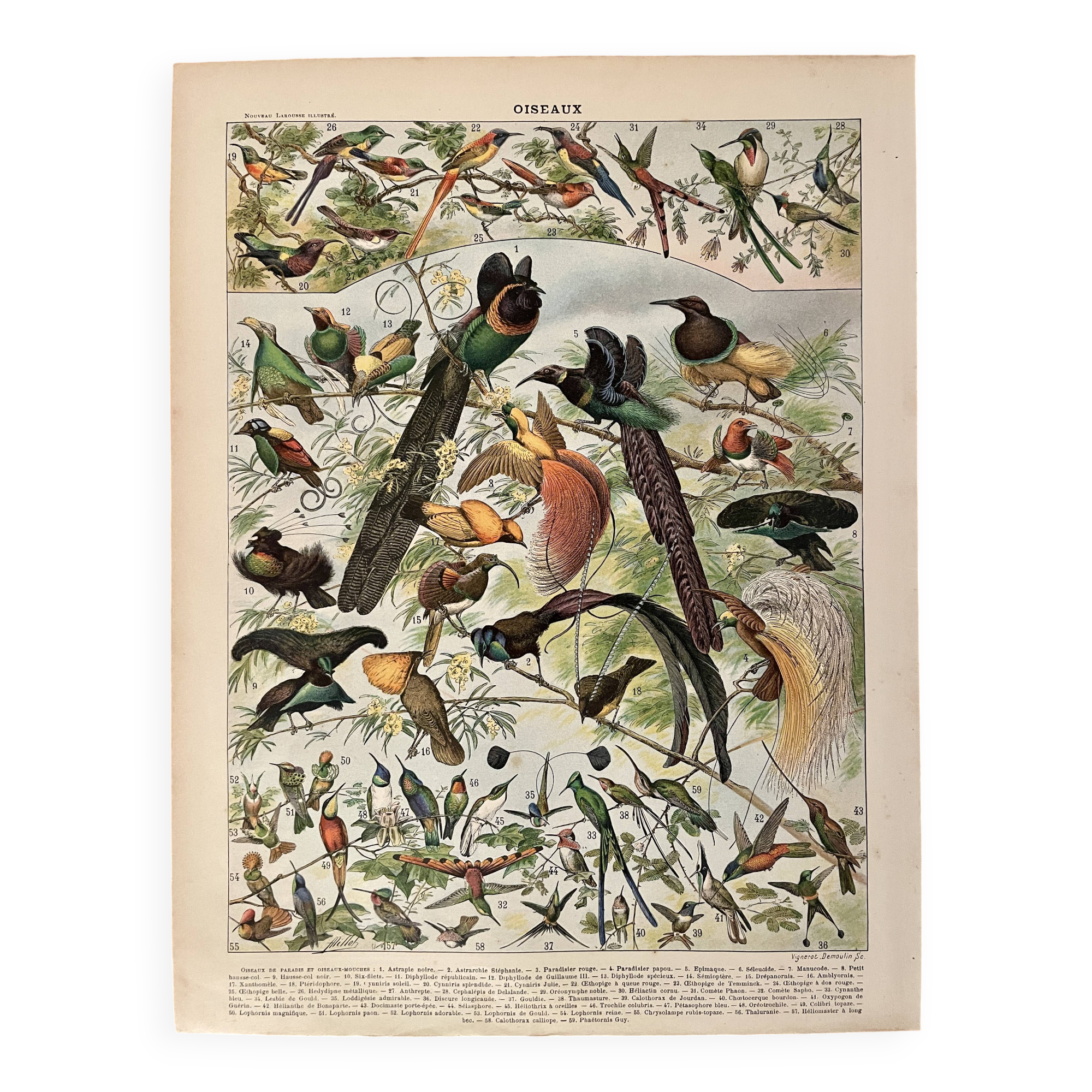 Lithographie sur les oiseaux (oiseaux de paradis) - 1900