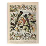 Lithograph of birds (birds of paradise) - 1900