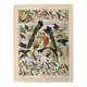 Lithographie sur les oiseaux (oiseaux de paradis) - 1900