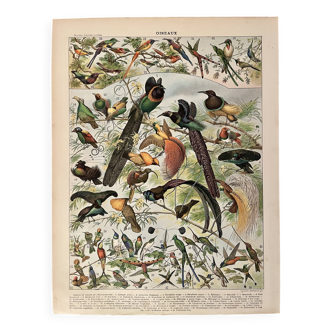 Lithograph of birds (birds of paradise) - 1900