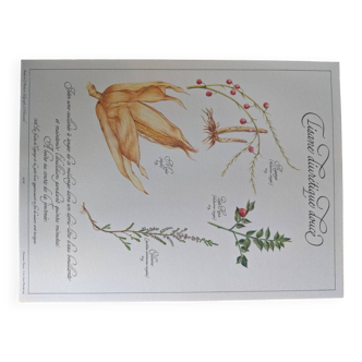 Botanical plate Herbal tea