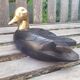 Canard en bois teinté noir, tête laiton, artisanal