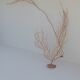 Gorgonian coral