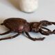 Sculpture / paperweight large deer antique bronze beetle