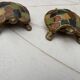 Pair of brass and enameled turtle jewelry box