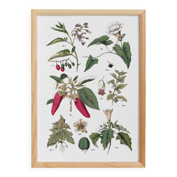 Affiche botanique ''piments'', d'après une planche de 1881
